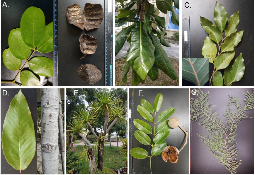 Viện CNSH&MT tổ chức nghiệm thu đề tài cấp trường TR2019-13-18: “Đa dạng thành phần loài thực vật đồi La San, Khánh Hoà”