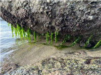 Viện CNSH&MT tổ chức cuộc thi ảnh về Khám phá Đa dạng sinh học biển tỉnh Khánh Hòa