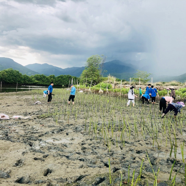 Chung tay trồng rừng ngập mặn tại Ninh Ích, Ninh Hòa Khánh Hòa
